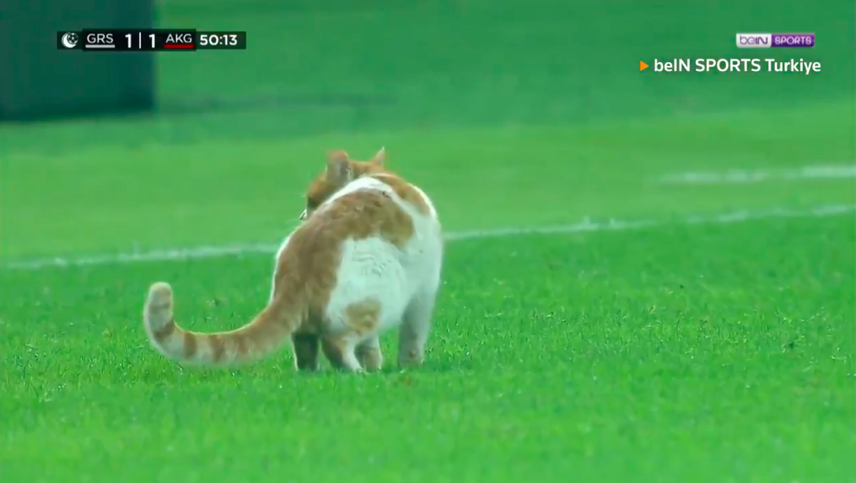 soccer cat