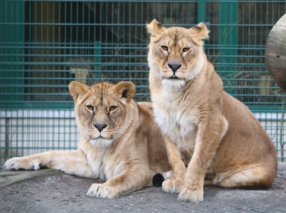 Lions rescued from war zone in Ukraine arrive at their new home in Scotland