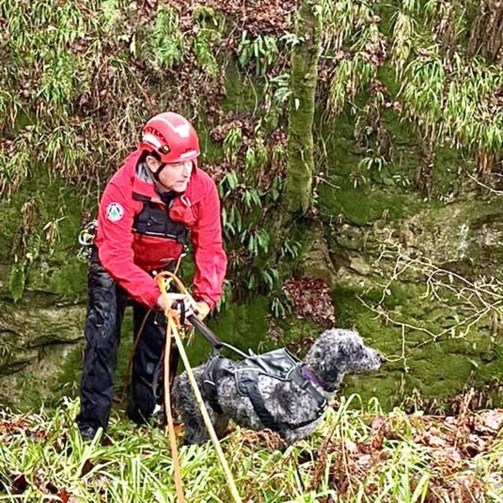 Dog which plunged 30m down waterfall is pulled to safety