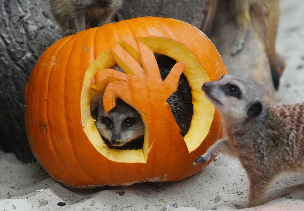 In Pictures: Animals enjoy smashing time with pumpkins before Halloween