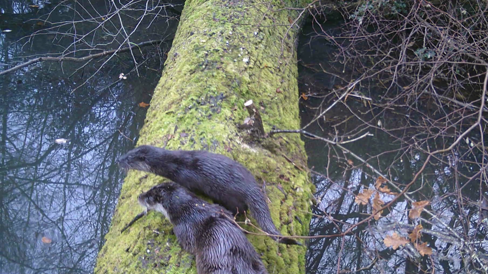 Otters seen for first time in 70 years at nature restoration site