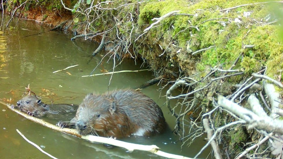 Beavers born in Hampshire for first time in 400 years