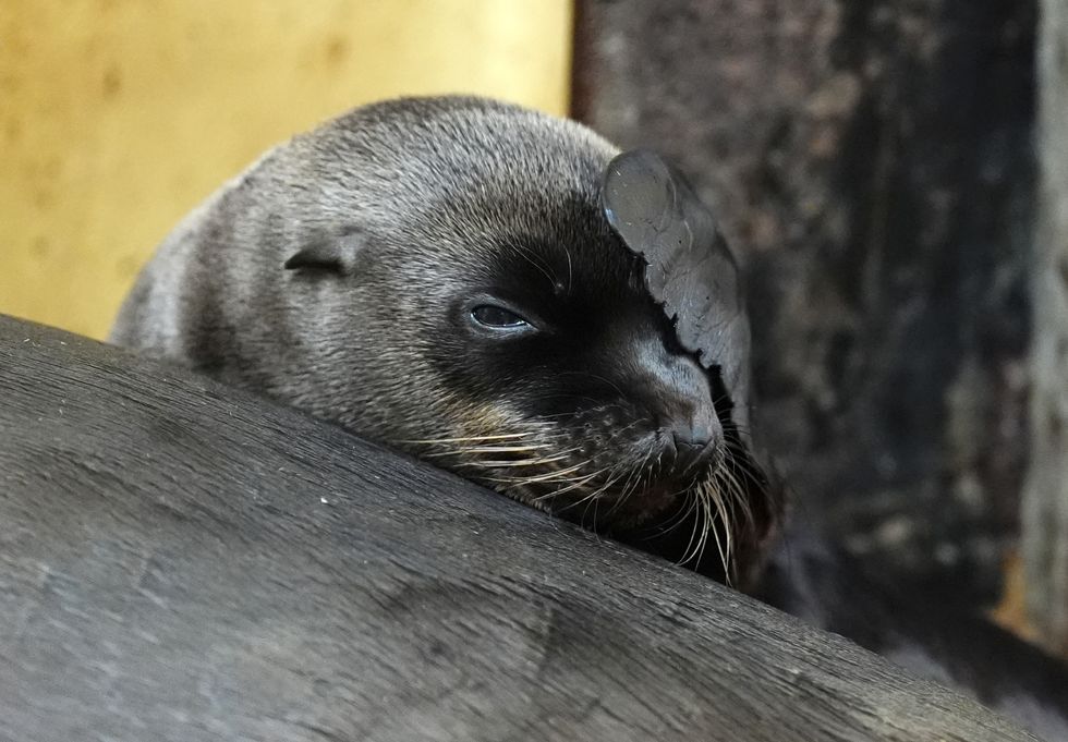 Safari park keepers’ joy as third sea lion pup is born within a year