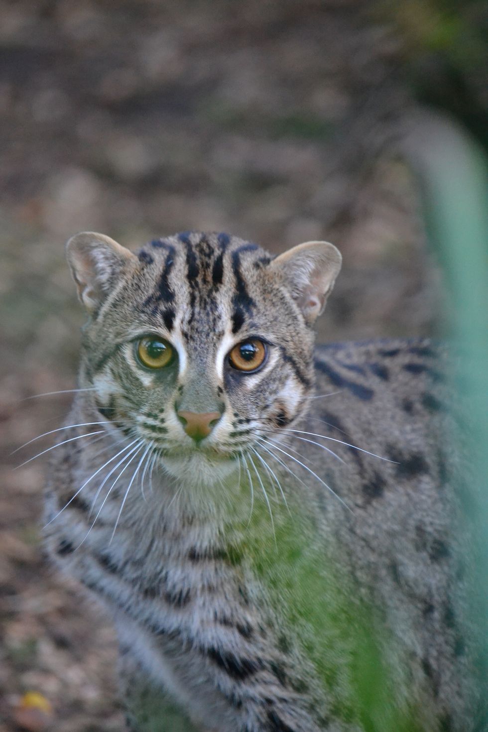 Zoo welcomes rare male fishing cat with hope there could be future ...