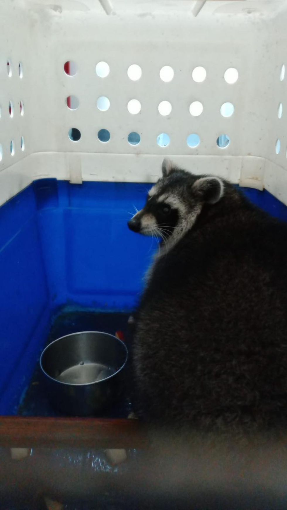 Second racoon found after escaping from Isle of Wight zoo