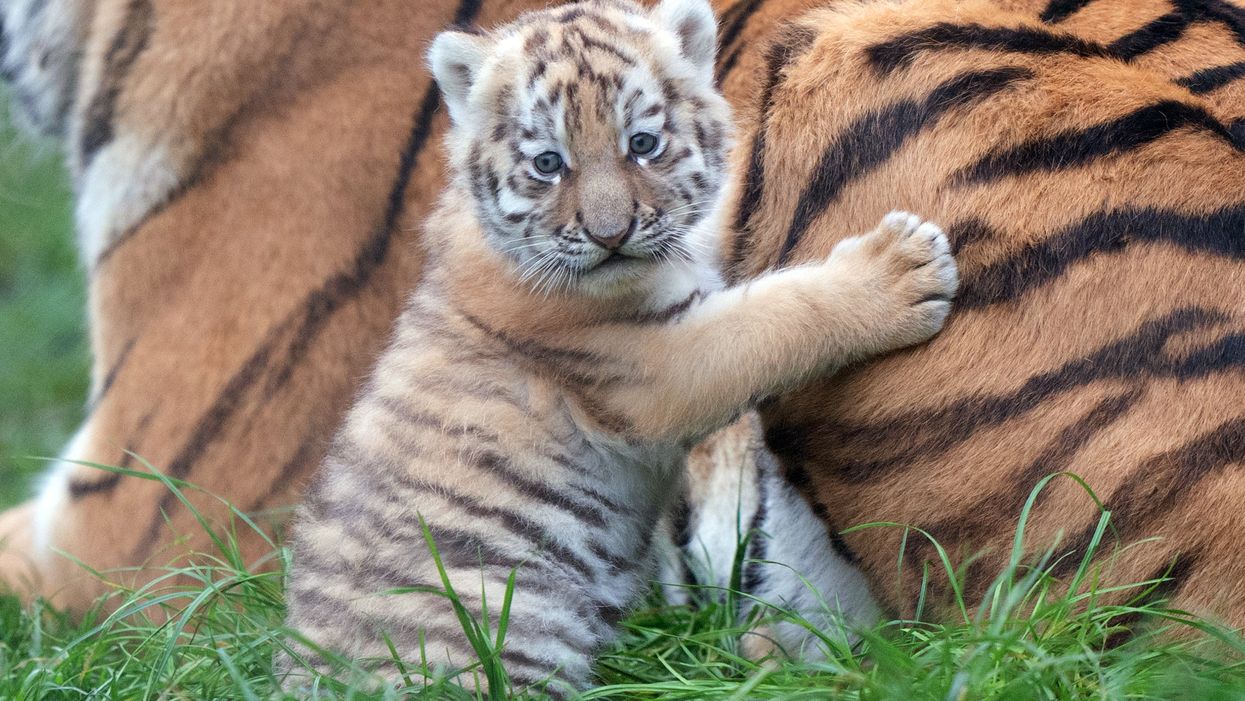 Brother and sister tiger cubs explore their enclosure at zoo