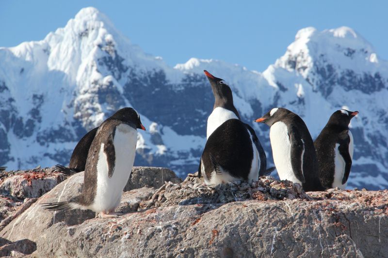 Monitoring Gentoo Penguins