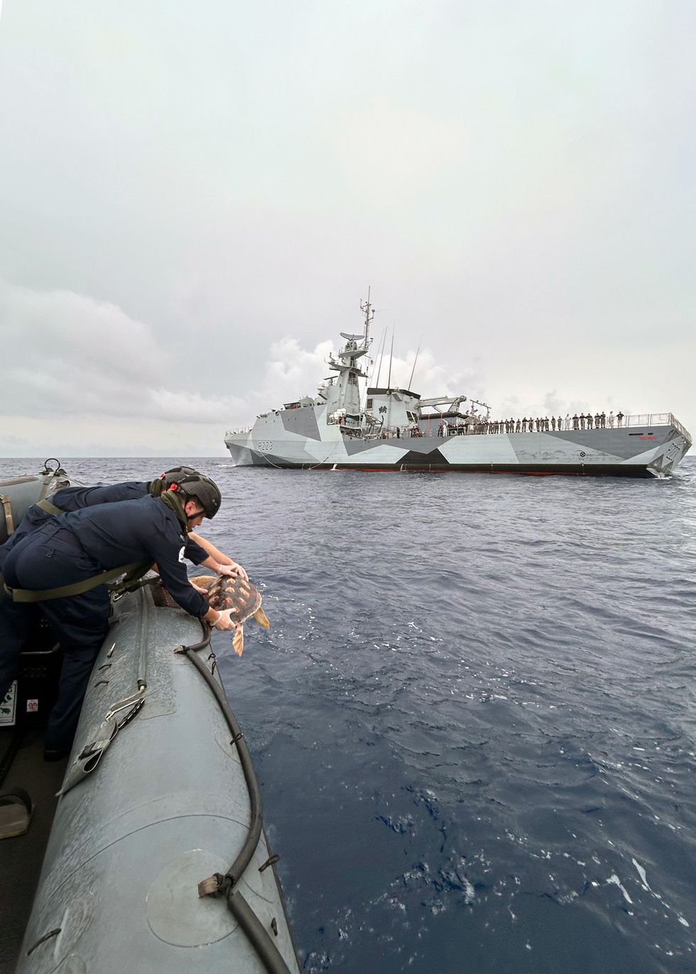 Navy releases six rare turtles that washed up on UK shores into natural habitat