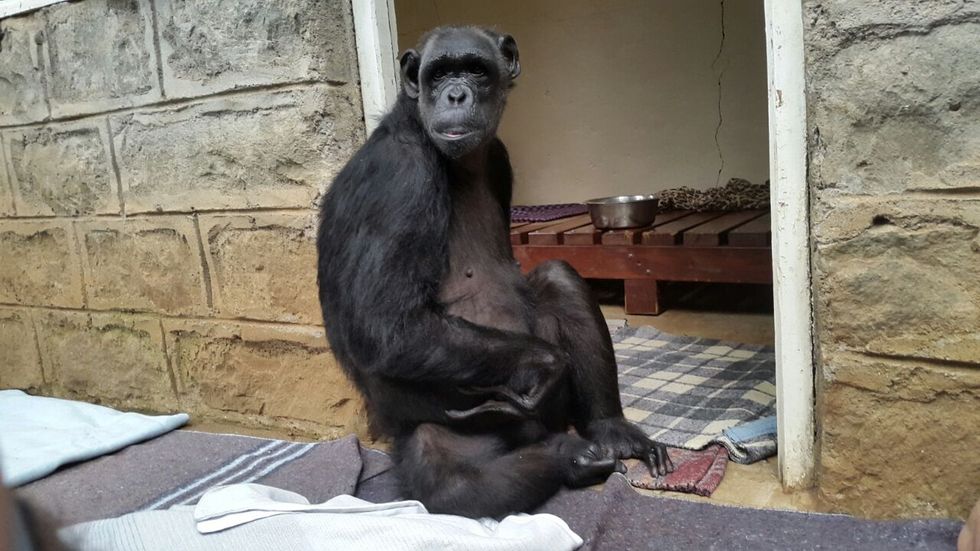 Orphan chimpanzee Chocolat delivered to new home by courier