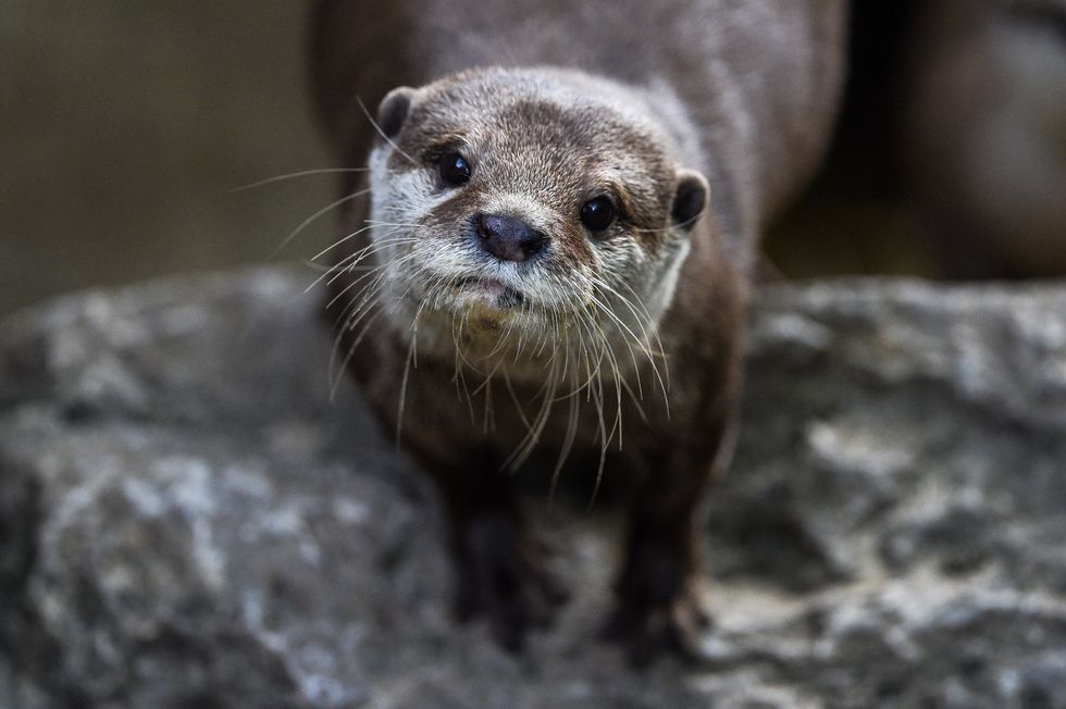 Zoo visitors get glimpse of otter pups | indy100