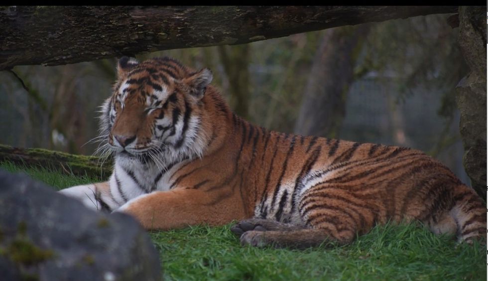 Hampshire zoo welcomes two new big cats which will be part of breeding programme