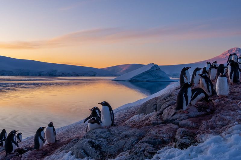 Penguins enjoying the sunset