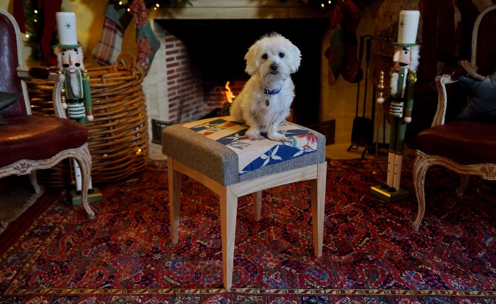 Battersea rescue dogs needing homes head to Highgrove for footstool photoshoot