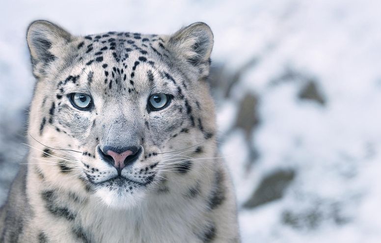 Tim Flach - The majestic snow leopard is one of the most endangered big  cats, with its mountain territories shrinking due to farming and climate  change, and an average of four snow