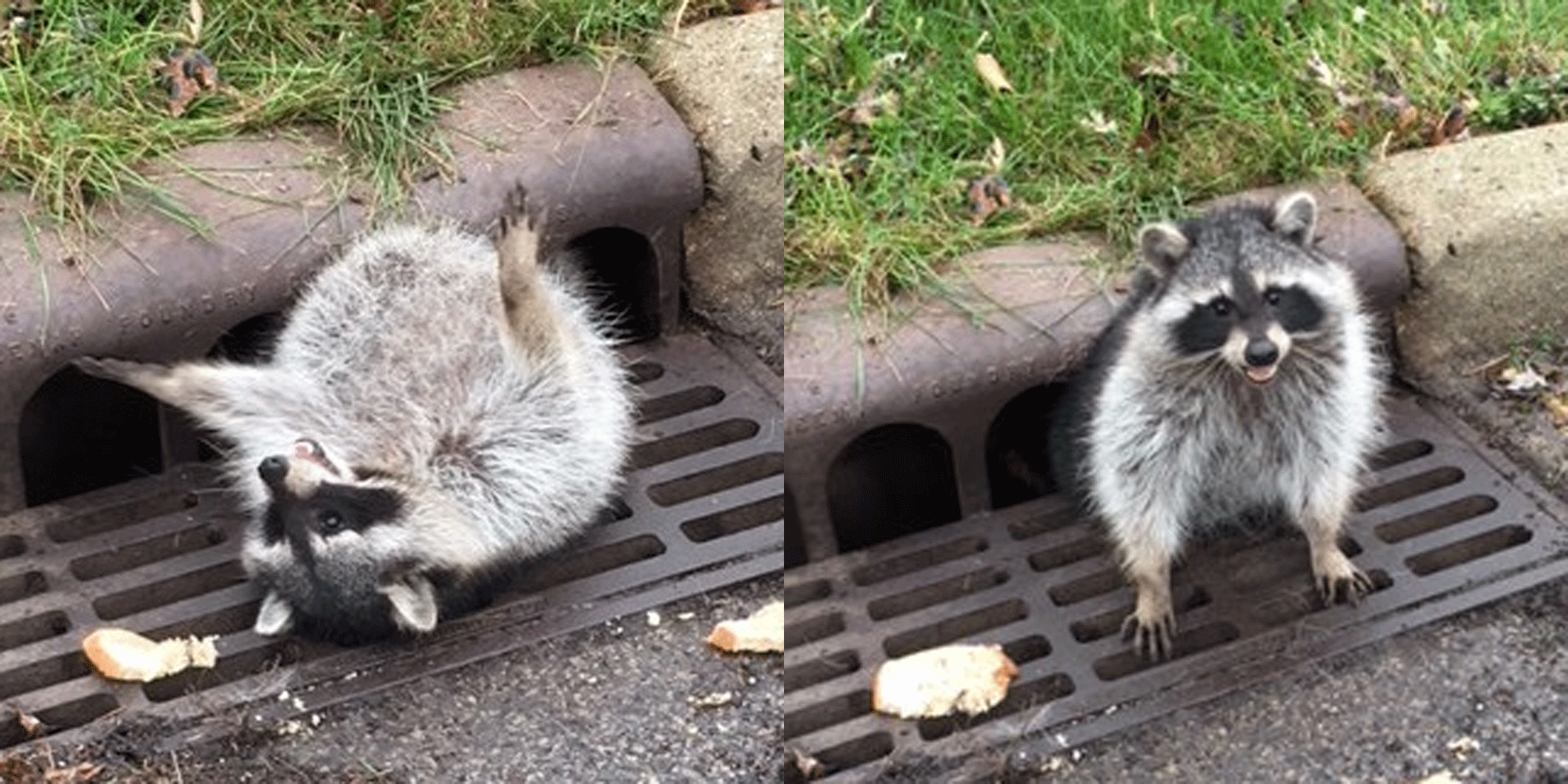 This raccoon ate too much and got stuck in a sewer | indy100 | indy100