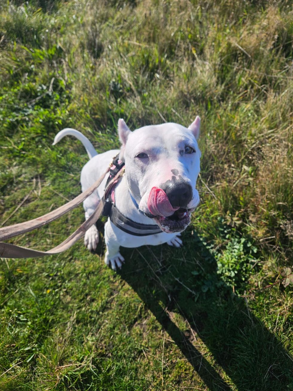 Deaf dog with cropped ears learning sign language to help her find new home