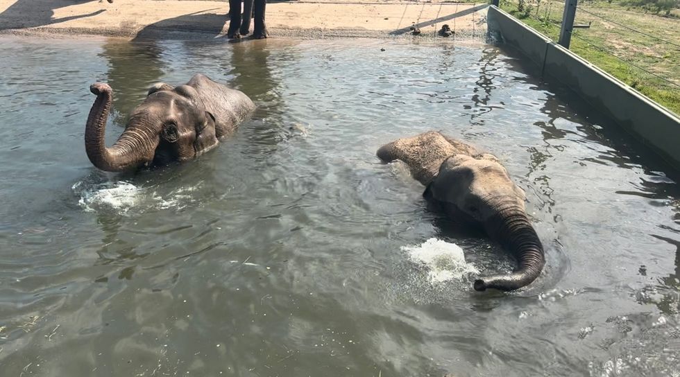 Pregnant elephants stay healthy by swimming at Blackpool Zoo