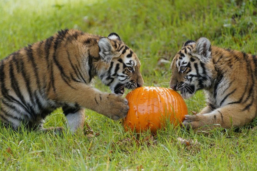 Trick or treat? Rare tiger cubs given pumpkin surprise