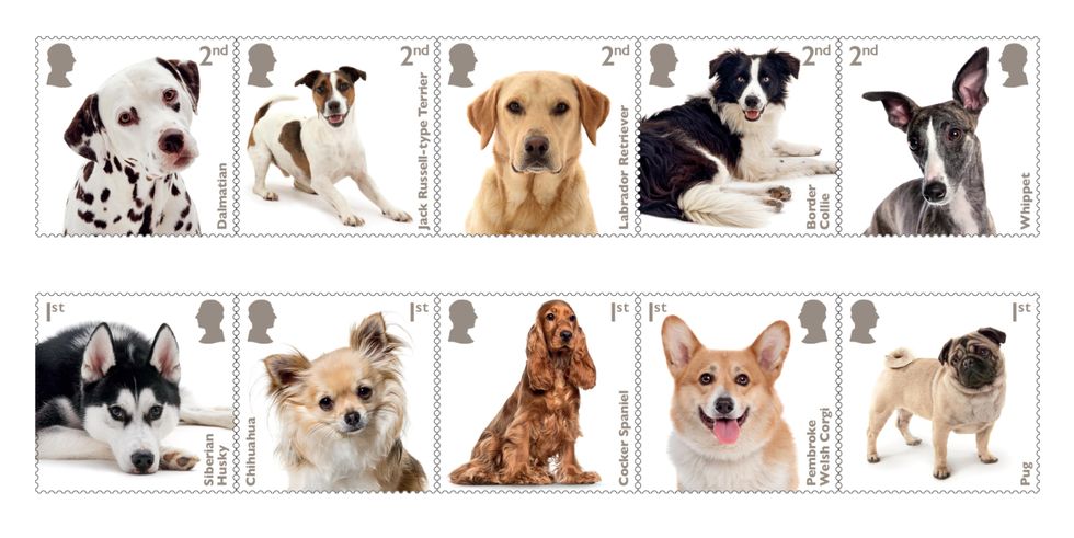 New stamps issued featuring images of popular dog breeds