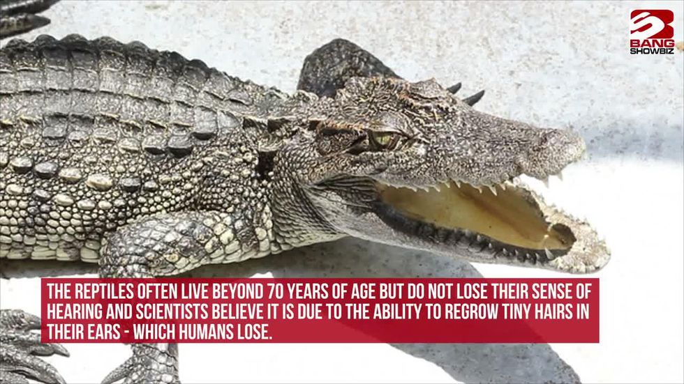 London Zoo's crocodile skin handbag display goes viral - BBC News