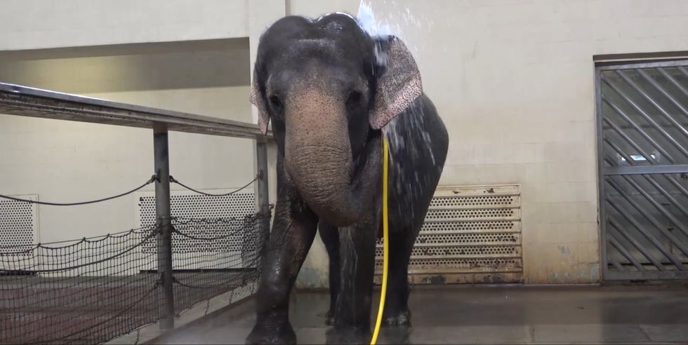 Scientists amazed as zoo elephant uses water hose to shower herself