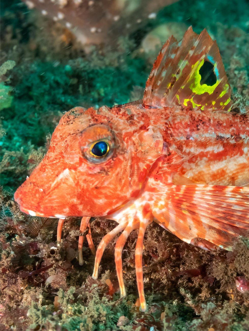 ‘Weird’ walking fish could shed light on how humans evolved to stand upright