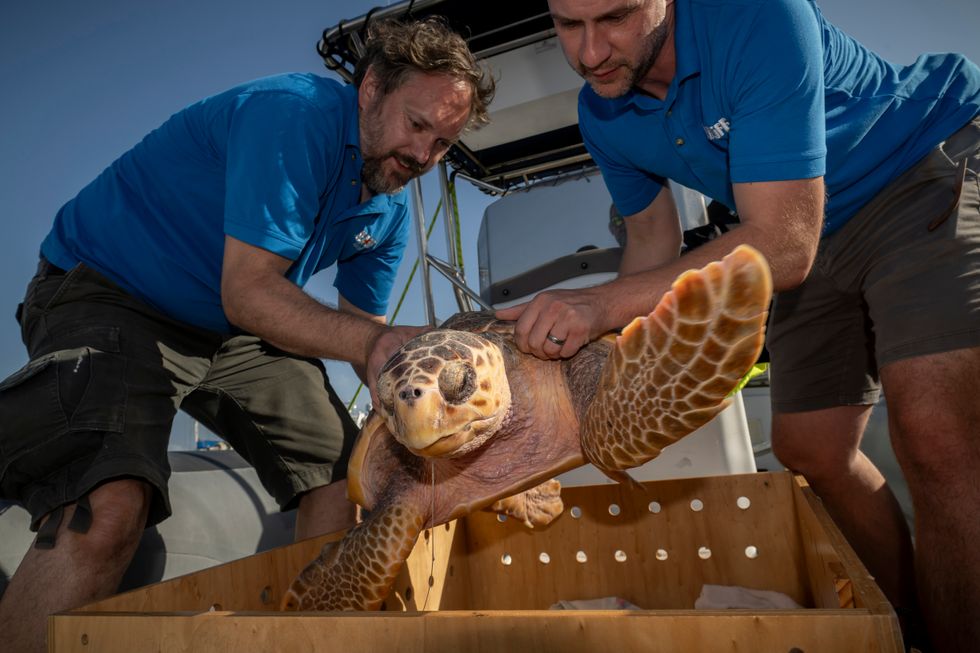 Injured sea turtle given third chance at life after rehabilitation