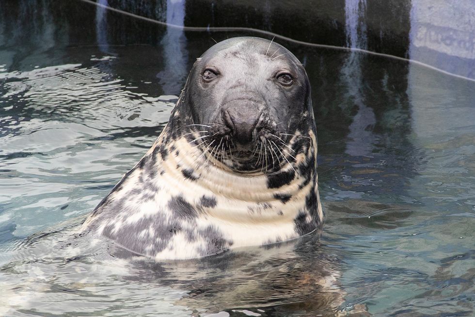 Rescued seal celebrates 50th birthday at sanctuary