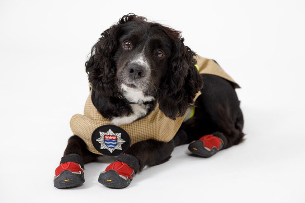 Fire investigation dog who attended Grenfell retires after 12 years of service