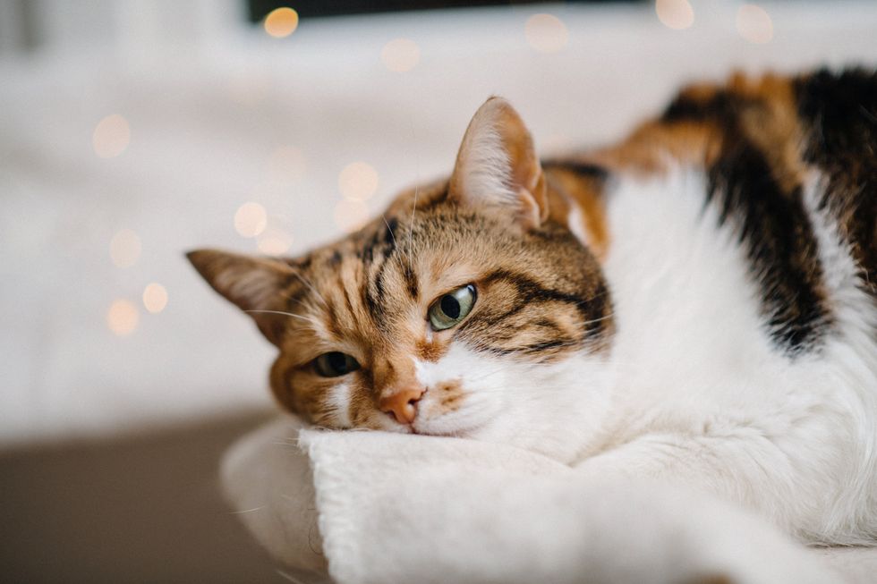 Side view of sad cat with pensive expression on the bed