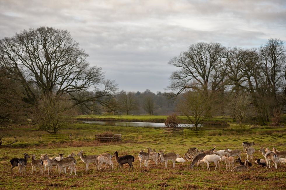 Park which inspired Sir David Attenborough becomes national nature reserve