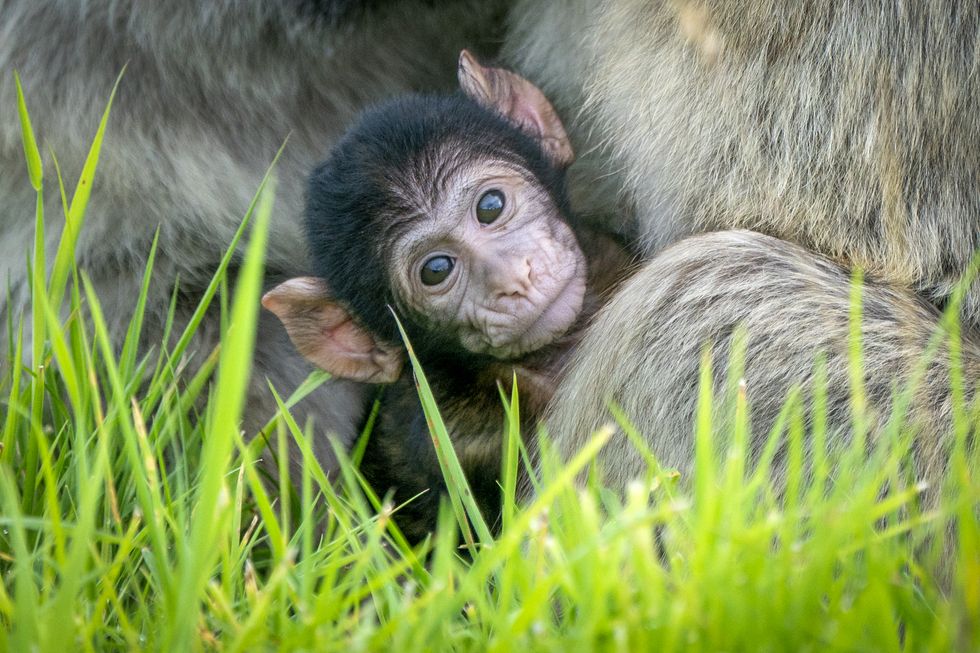 Second Barbary macaque born at safari park