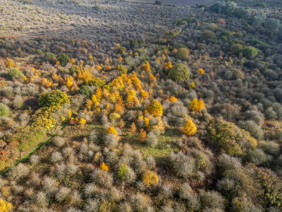 Early rewilding site secured for nature after ‘outpouring’ of public support