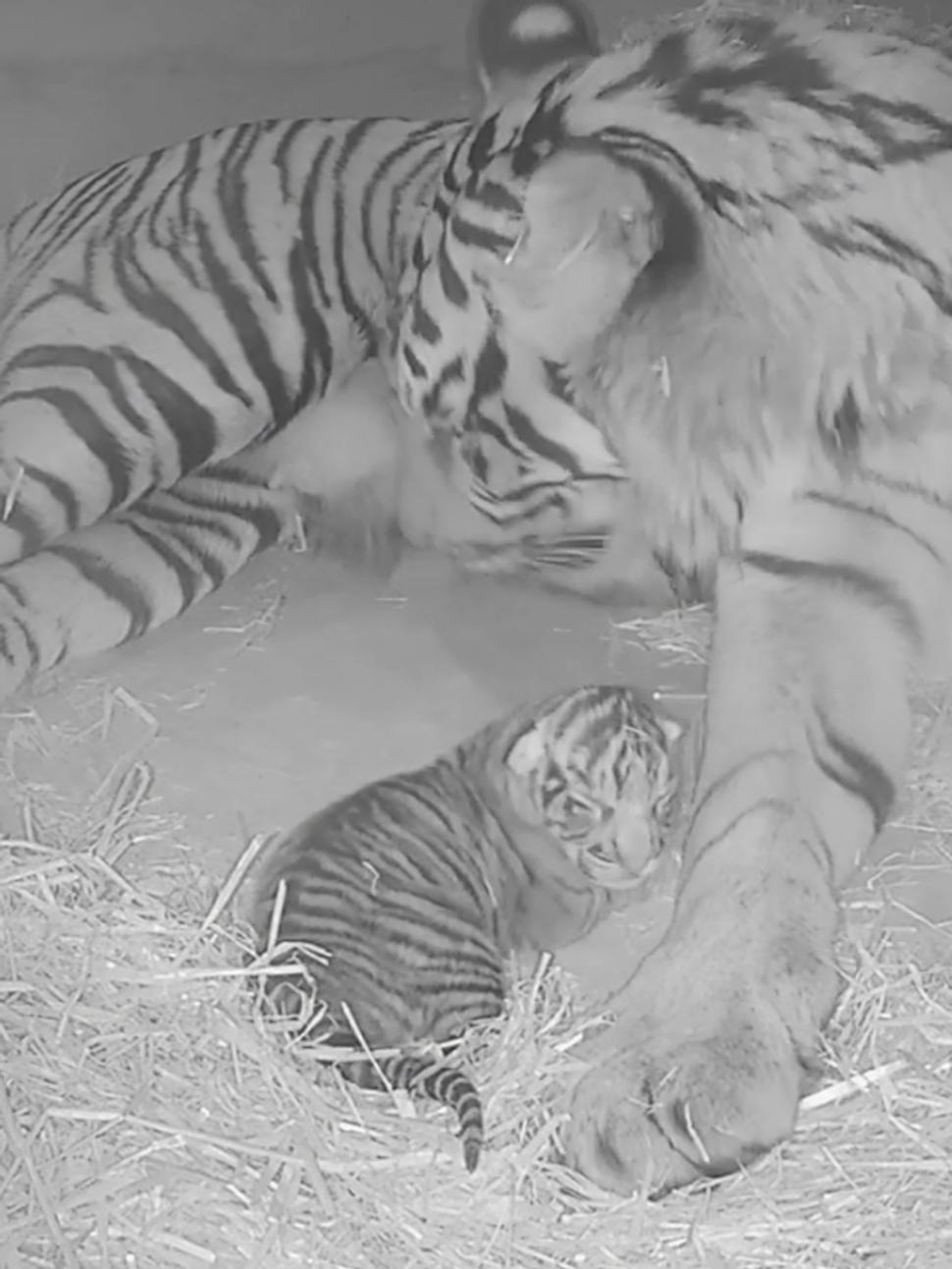 Zoo celebrates birth of endangered Sumatran tiger cubs, first since 1998