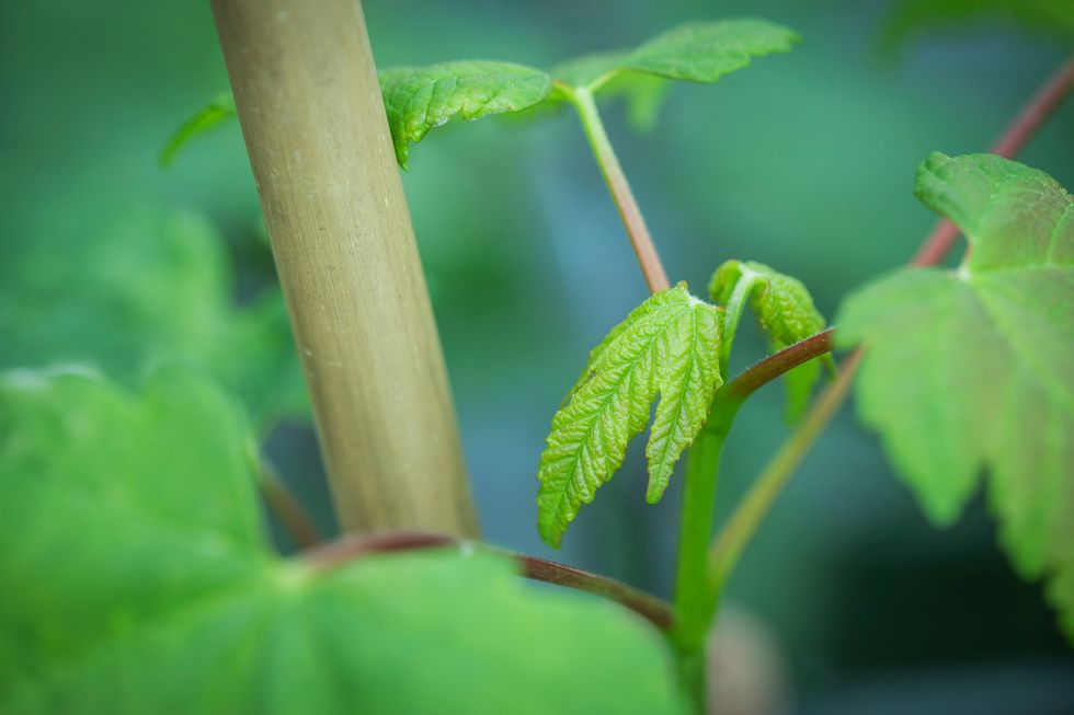 National Trust announces 49 good causes that will receive Sycamore Gap saplings