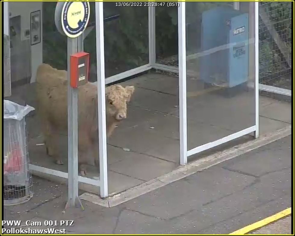 Young bull joins passengers on train platform in Glasgow | indy100