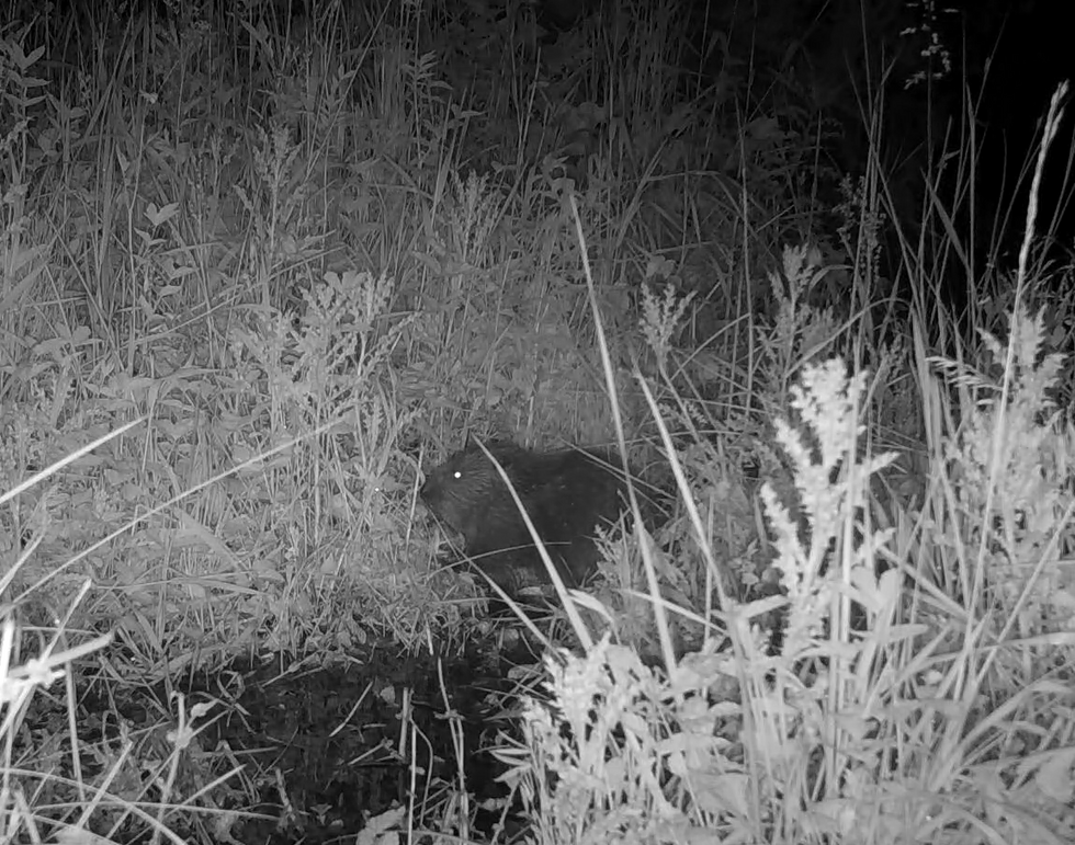 Baby beaver born in Northumberland estate for first time in more than 400 years