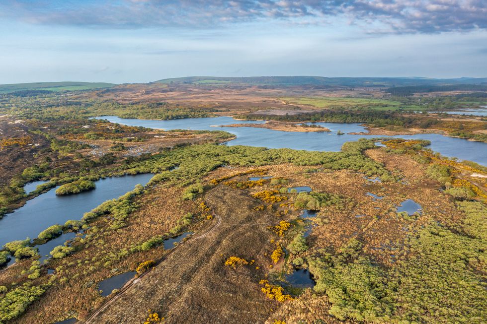 ‘Watershed’ moment as first legal wild release of beavers in England takes place