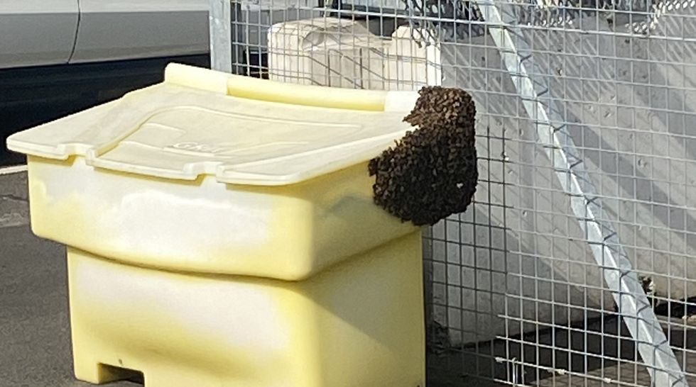 Swarm of bees makes ‘unauthorised landing’ at Edinburgh Airport