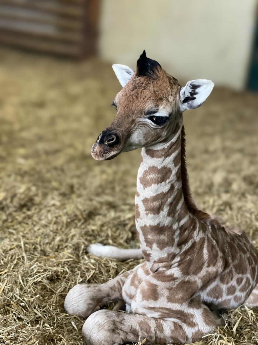 Keepers celebrate ‘little miracle baby’ giraffe born at Hampshire zoo