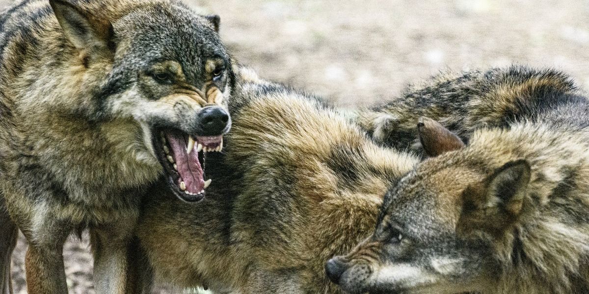 Mutated wolves in Chernobyl have developed abilities to fight cancer ...
