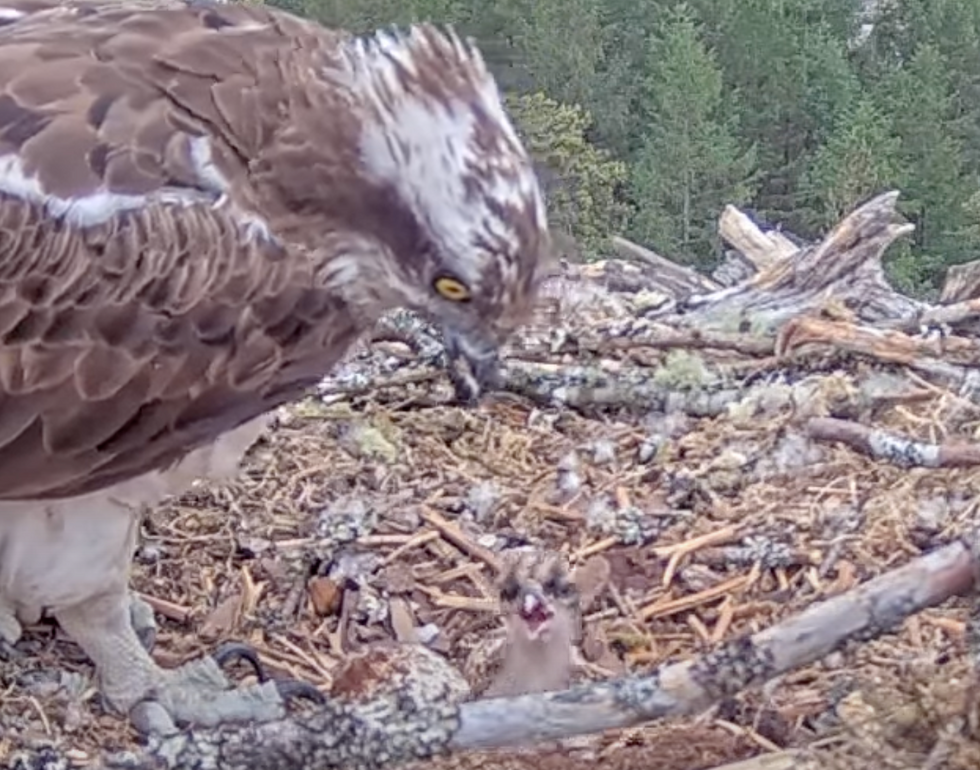 Livestream ospreys welcome first chick of the season