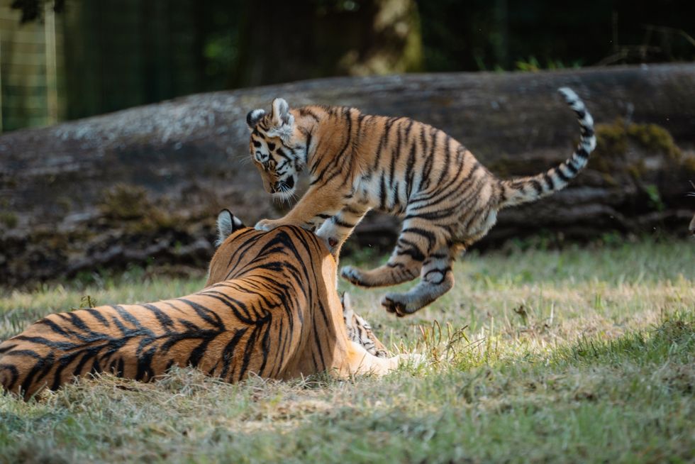 Four rare tiger cubs explore outdoors for first time