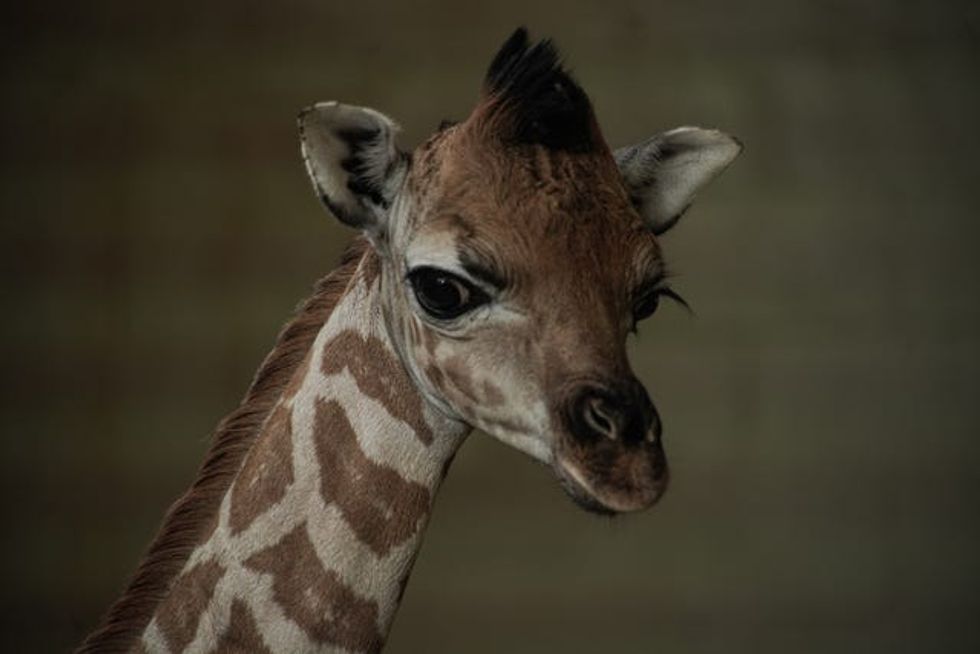 The giraffe calf