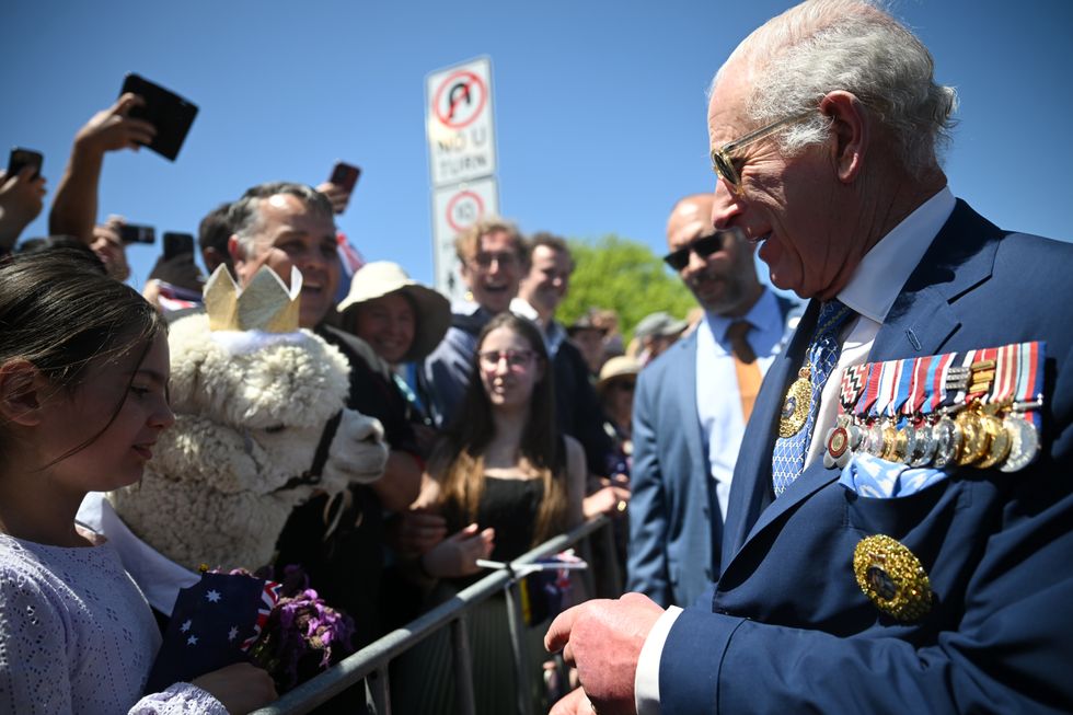 Alpaca fluffs its lines and sneezes in front of King