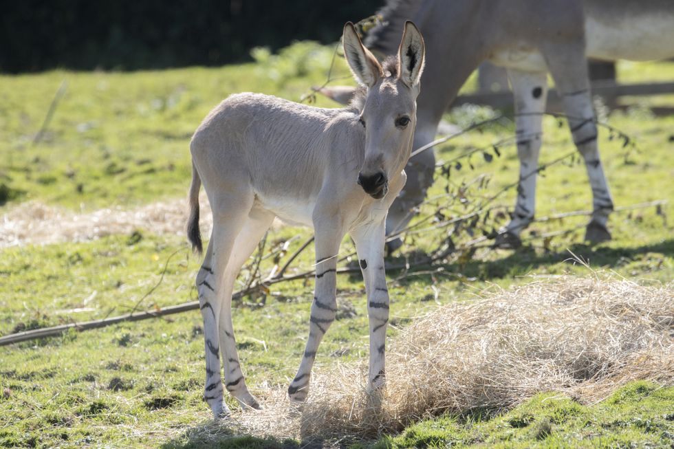 Rare Somali wild ass born in UK safari park