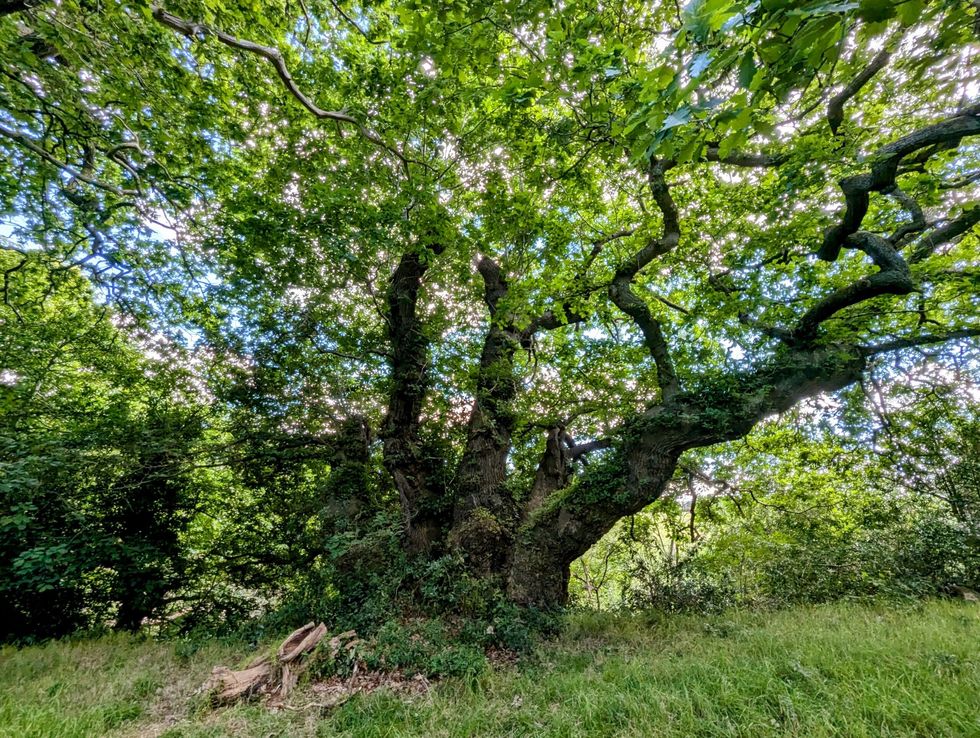 The Michael Oak with numerous trunks protruding from the ground