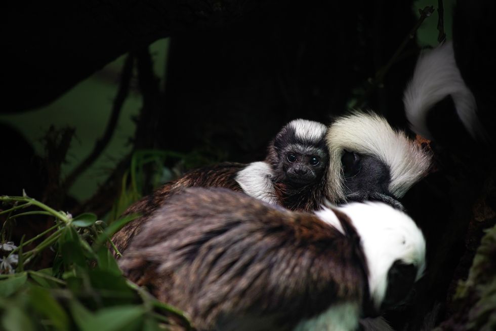 Zoo announces birth of tiny tamarin to mark Endangered Species Day