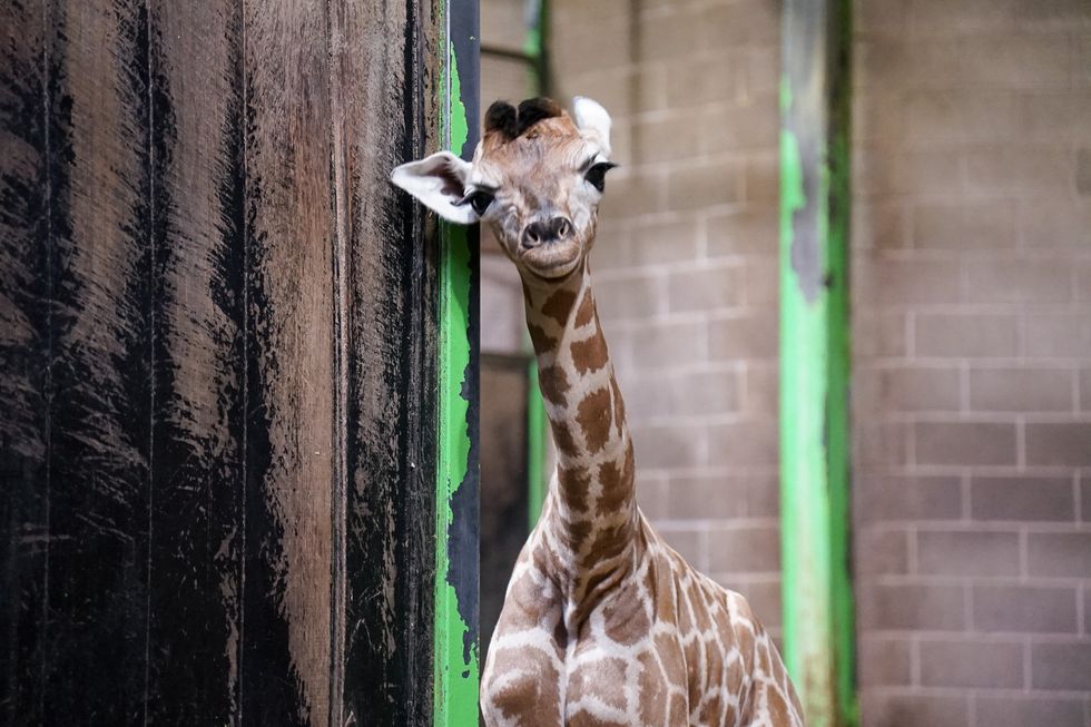 Public asked to help name zoo’s new baby giraffe