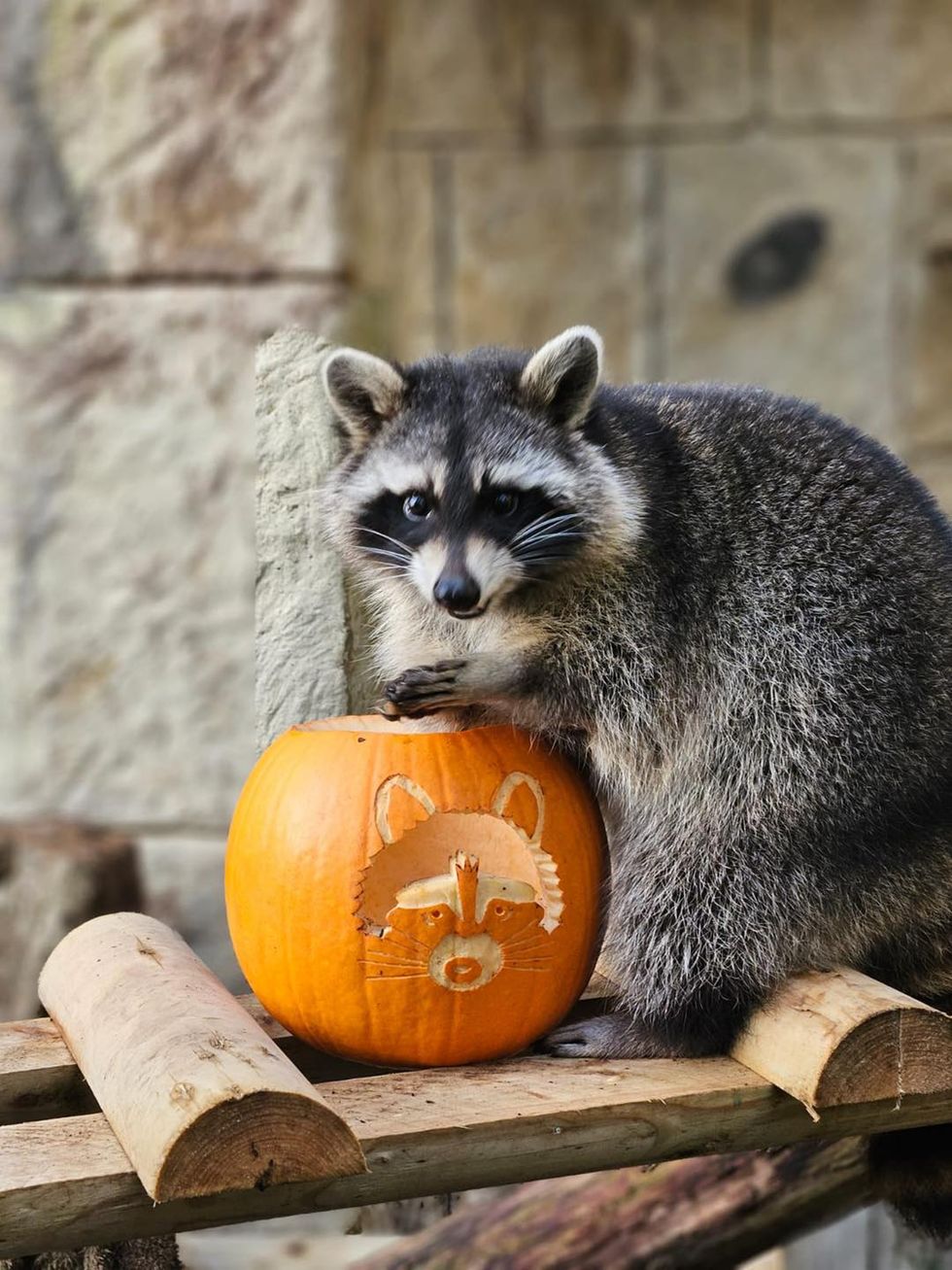 Fourth escapee racoon caught and returned to zoo